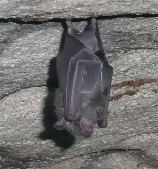 fledermaus.jpg