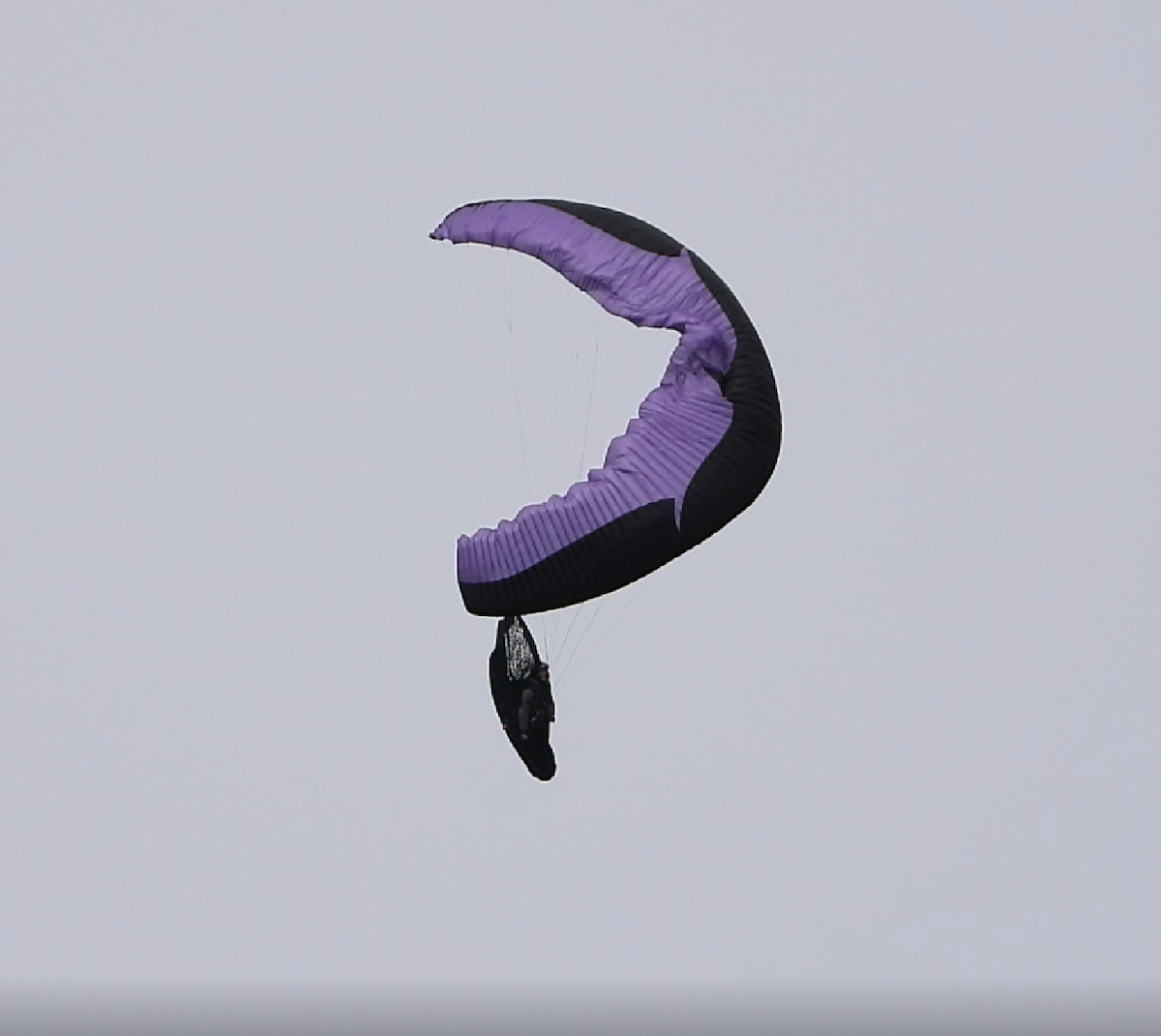 Siku.Enzo3.png
