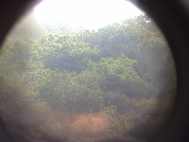 wald.jpg